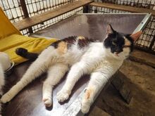 BIENE, Katze, Europäisch Kurzhaar in Rumänien - Bild 3