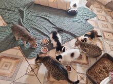 BIENE, Katze, Europäisch Kurzhaar in Rumänien - Bild 4