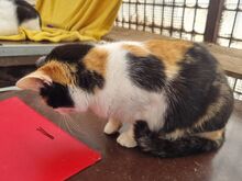 BIENE, Katze, Europäisch Kurzhaar in Rumänien - Bild 5