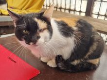 BIENE, Katze, Europäisch Kurzhaar in Rumänien - Bild 6
