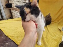 BIENE, Katze, Europäisch Kurzhaar in Rumänien - Bild 8