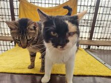 BIENE, Katze, Europäisch Kurzhaar in Rumänien - Bild 9