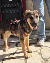 TONI, Hund, Mischlingshund in Oberhausen - Bild 1
