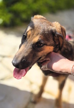 TONI, Hund, Mischlingshund in Oberhausen - Bild 2