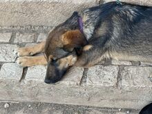 TONI, Hund, Mischlingshund in Oberhausen - Bild 3
