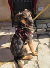 TONI, Hund, Mischlingshund in Oberhausen - Bild 4