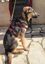 TONI, Hund, Mischlingshund in Oberhausen - Bild 6
