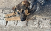 TONI, Hund, Mischlingshund in Oberhausen - Bild 7