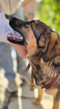 TONI, Hund, Mischlingshund in Oberhausen - Bild 8