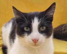 SNICKERS, Katze, Europäisch Kurzhaar in Rumänien - Bild 1