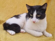 SNICKERS, Katze, Europäisch Kurzhaar in Rumänien - Bild 2