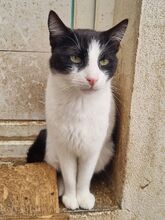 SNICKERS, Katze, Europäisch Kurzhaar in Rumänien - Bild 7