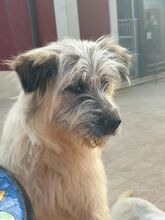 JAMES, Hund, Mischlingshund in Oberhausen - Bild 2