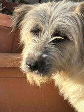 JAMES, Hund, Mischlingshund in Oberhausen - Bild 3