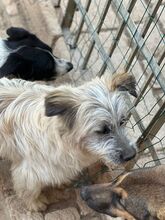 JAMES, Hund, Mischlingshund in Oberhausen - Bild 4