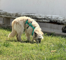 JAMES, Hund, Mischlingshund in Oberhausen - Bild 5
