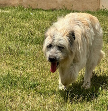 JAMES, Hund, Mischlingshund in Oberhausen - Bild 6