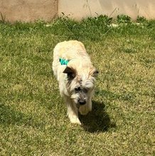 JAMES, Hund, Mischlingshund in Oberhausen - Bild 8