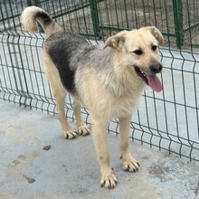 GALBY, Hund, Mischlingshund in Rumänien - Bild 2