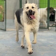 GALBY, Hund, Mischlingshund in Rumänien - Bild 3