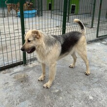GALBY, Hund, Mischlingshund in Rumänien - Bild 4