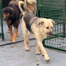 GALBY, Hund, Mischlingshund in Rumänien - Bild 5