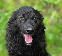 RUPERT, Hund, Mischlingshund in Gefrees - Bild 1