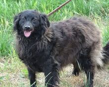 RUPERT, Hund, Mischlingshund in Gefrees - Bild 10