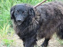 RUPERT, Hund, Mischlingshund in Gefrees - Bild 11