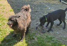 RUPERT, Hund, Mischlingshund in Gefrees - Bild 12