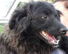 RUPERT, Hund, Mischlingshund in Gefrees - Bild 13