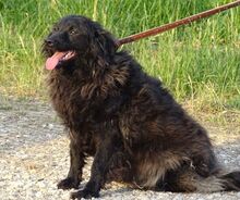 RUPERT, Hund, Mischlingshund in Gefrees - Bild 14