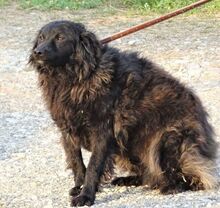 RUPERT, Hund, Mischlingshund in Gefrees - Bild 15