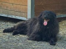 RUPERT, Hund, Mischlingshund in Gefrees - Bild 16