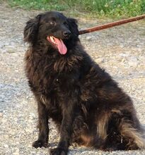 RUPERT, Hund, Mischlingshund in Gefrees - Bild 17