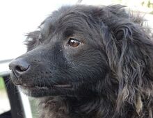RUPERT, Hund, Mischlingshund in Gefrees - Bild 18
