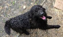 RUPERT, Hund, Mischlingshund in Gefrees - Bild 2