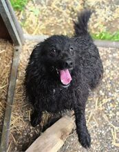RUPERT, Hund, Mischlingshund in Gefrees - Bild 3