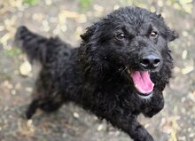 RUPERT, Hund, Mischlingshund in Gefrees - Bild 4
