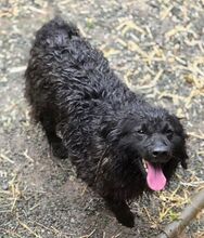 RUPERT, Hund, Mischlingshund in Gefrees - Bild 5