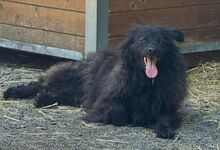 RUPERT, Hund, Mischlingshund in Gefrees - Bild 6