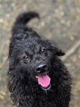RUPERT, Hund, Mischlingshund in Gefrees - Bild 7