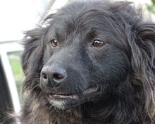 RUPERT, Hund, Mischlingshund in Gefrees - Bild 8
