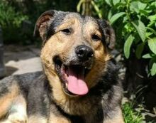 BENY, Hund, Mischlingshund in Worms - Bild 1
