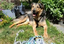 BENY, Hund, Mischlingshund in Worms - Bild 2