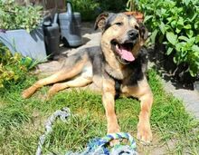 BENY, Hund, Mischlingshund in Worms - Bild 4