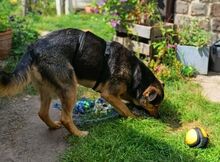 BENY, Hund, Mischlingshund in Worms - Bild 5