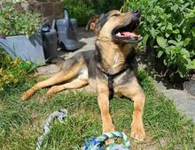 BENY, Hund, Mischlingshund in Worms - Bild 6