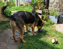 BENY, Hund, Mischlingshund in Worms - Bild 7