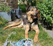 BENY, Hund, Mischlingshund in Worms - Bild 9